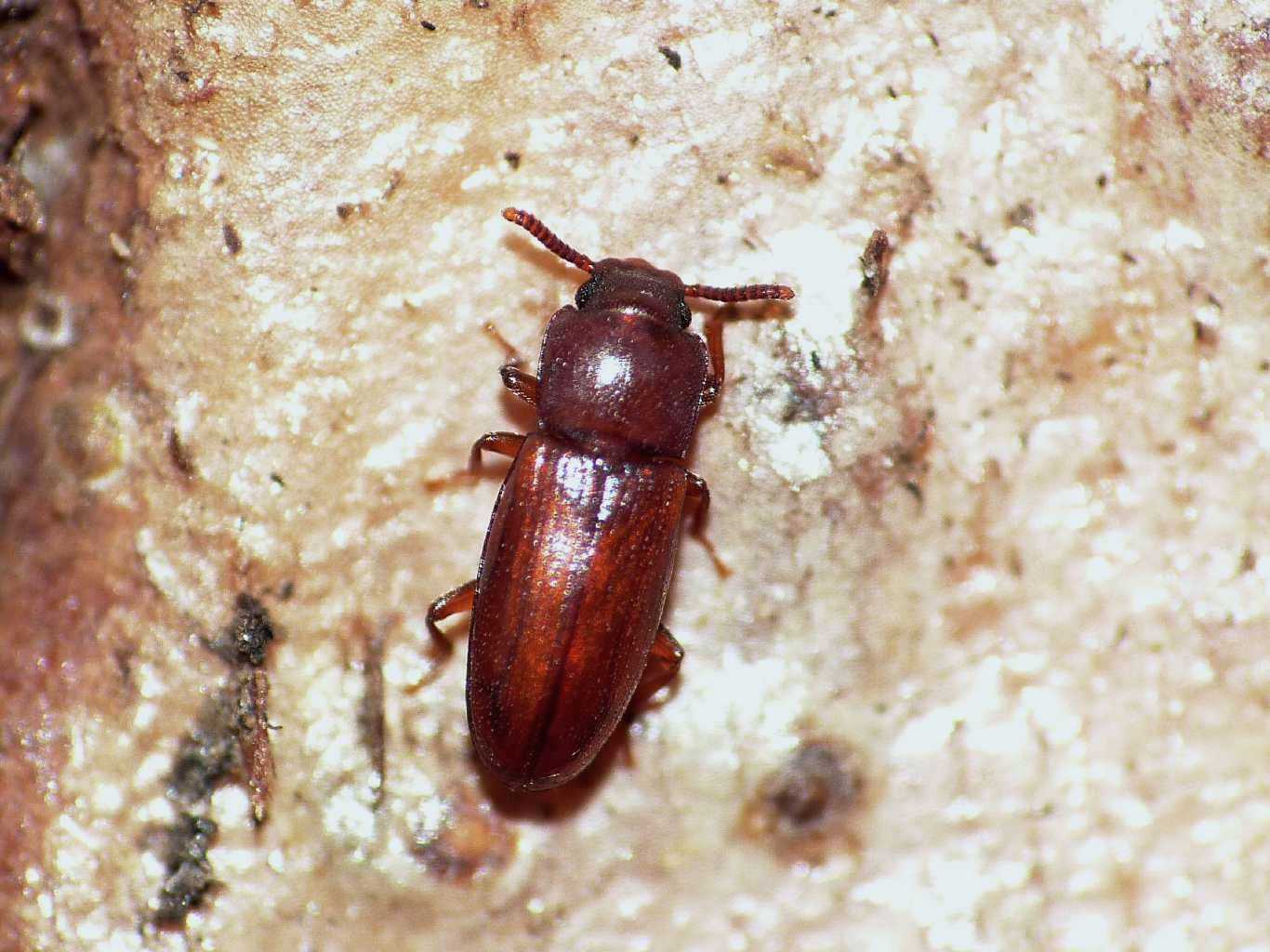 Tribolium sp.? No. Palorus depressus - Torrimpietra (RM)